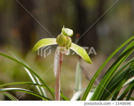 March Shunlun · Orchid Department 03 1548696