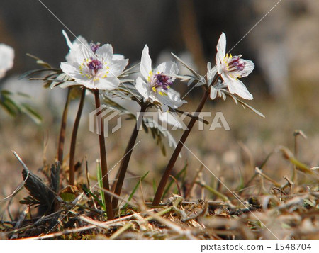 3月3月Seven-Bunsou·Buttercup家族56 1548704