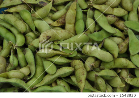 Harvested edamame 1548920