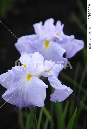 Hanashaubu after the rain Hanashaubu after the rain 1549019