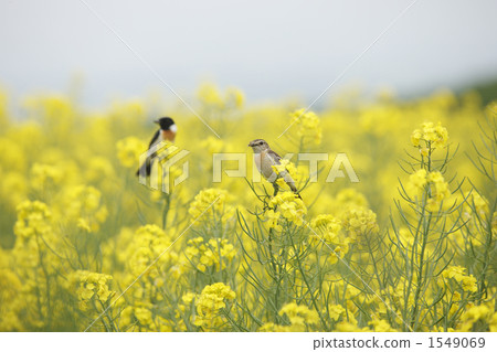非洲野鶲 兩隻（動物） 油菜花田 1549069