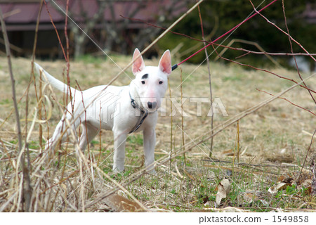 微型鬥牛梗 1549858