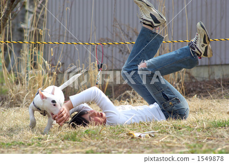 Girl playing with miniature bull terrier Girl playing with miniature bull terrier 1549878