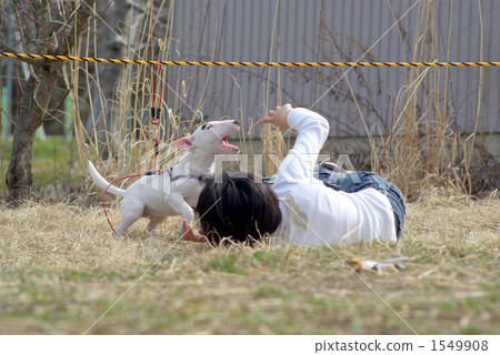 Girl playing with miniature bull terrier Girl playing with miniature bull terrier 1549908