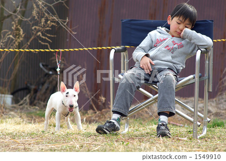 微型雜種犬和一個男孩 1549910