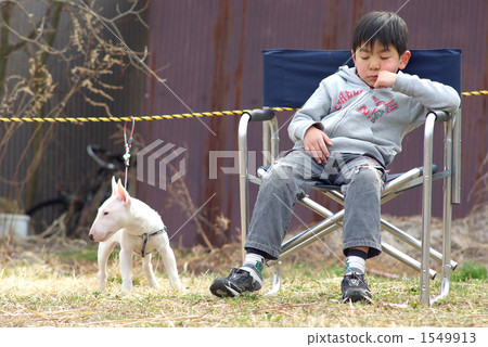 Miniature bull terrier and a boy Miniature bull terrier and a boy 1549913