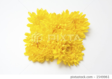 edible chrysanthemum edible chrysanthemum 1549961
