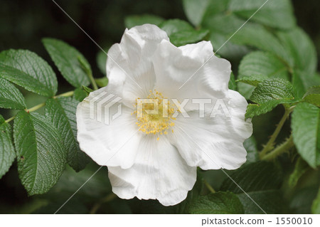 White flower of flowers 1550010