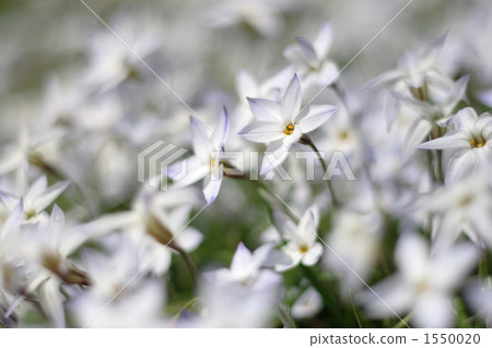 Hananira in full bloom Hananira in full bloom 1550020