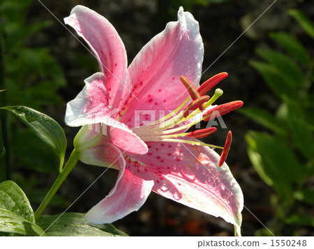 百合 百合花 莉莉 1550248