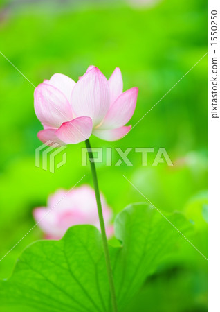 Lotus flower  1550250