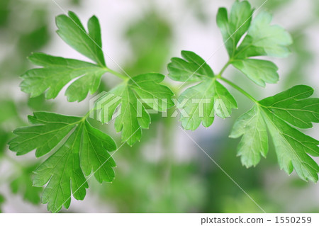 意大利歐芹 意大利歐芹 1550259