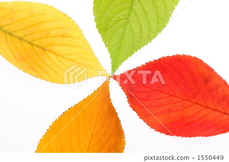 四種顏色櫻桃葉 1550449