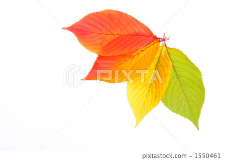 Four colors cherry leaf 1550461