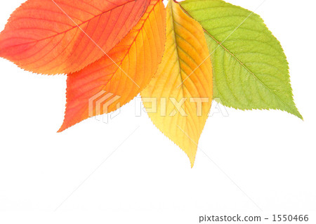 Four colors cherry leaf 1550466