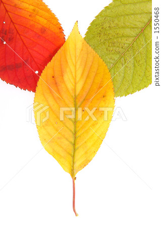 3 colors cherry leaf 1550468