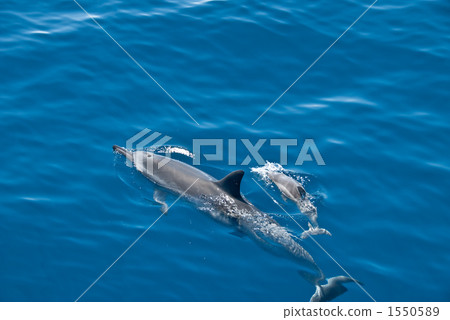 Parent and child of dolphin Parent and child of dolphin 1550589