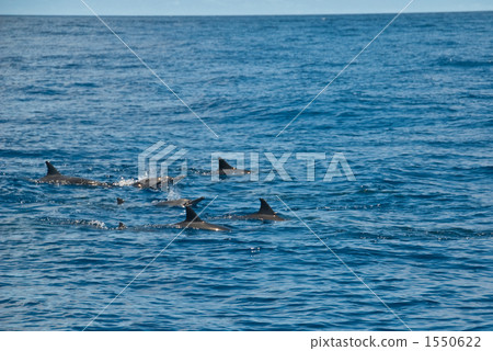 海豚群 1550622