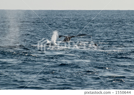 駝背鯨的尾鰭 1550644