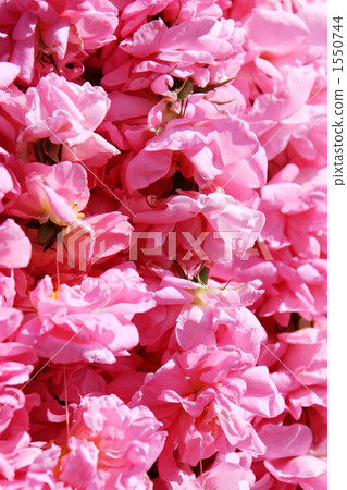 bloom, blossom, blossoms 1550744