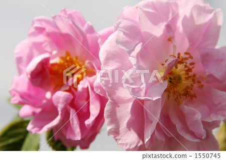 bloom, blossom, blossoms 1550745