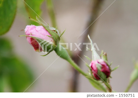 flower, flowers, rose 1550751