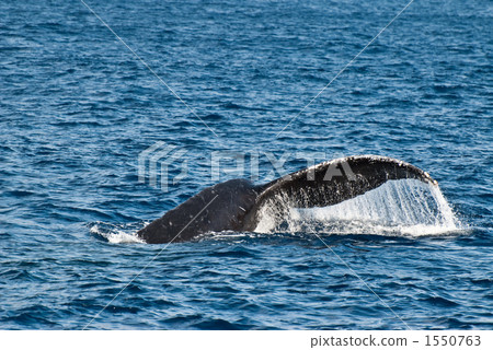 Humpback whale's tail fin 1550763