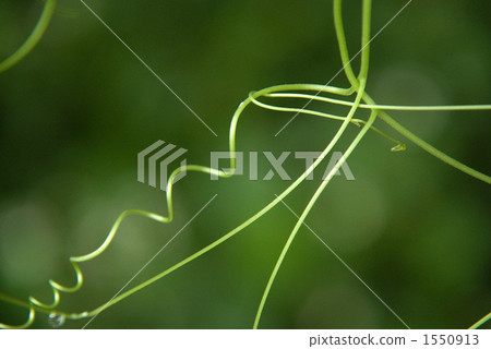 Natural shaping 1550913