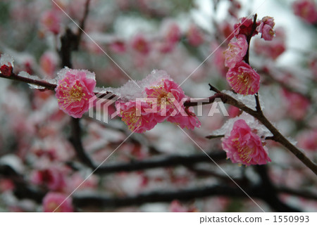 紅雪梅花在下雪天（側身位置） 1550993
