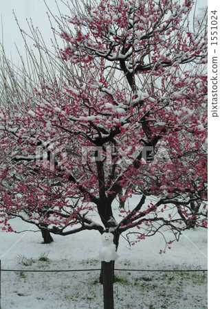 雪人和李子 雪人和李子 1551024