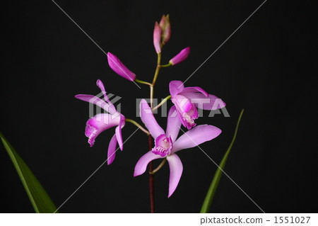 Silane (purple orchid) 1551027