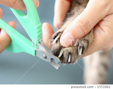 Cat nail clippers Cat nail clippers 1551062