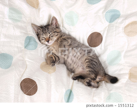 Sleeping kitten 1551312