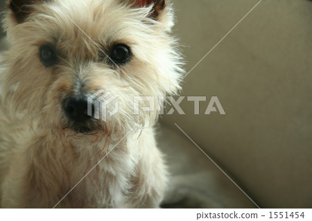 梗犬 毛孩 狗 1551454