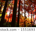 著迷於深紅色 1551693