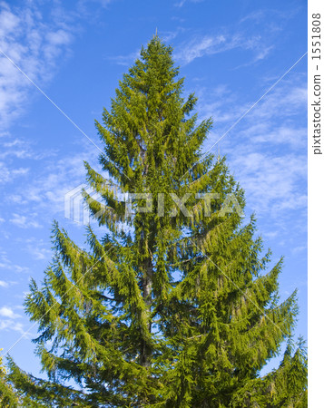 A single coniferous tree 1551808