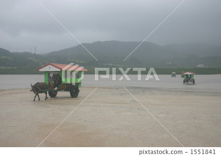Okinawa Yuki island buffalo car Okinawa Yuki island buffalo car 1551841