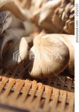 hen-of-the-woods mushroom, maitake, grifola frondosa 1552155