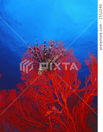 Isobana and Minokashigo 1552240