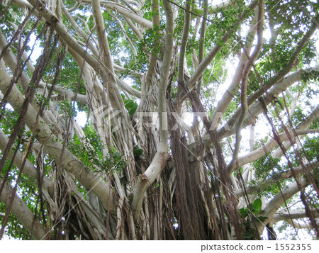 榕樹 榕樹 1552355