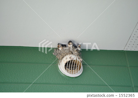 A chick waiting for food 1552365