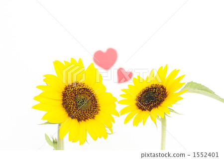 向日葵 -  03■迷你向日葵·心臟 1552401