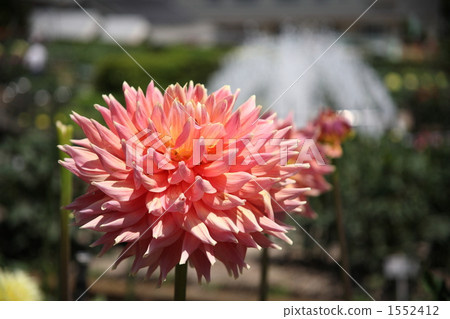 大麗花（勞埃德休斯頓） 1552412