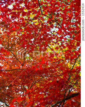 Autumn leaves 1552414