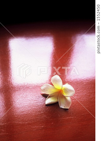 plumeria, flower, flowers 1552450