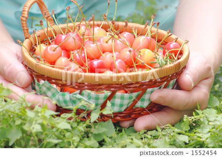 Cherry 1552454