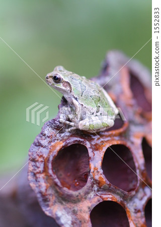 Lotus flower trunks and frogs 1552833