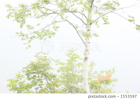 White birch in the fog White birch in the fog 1553597