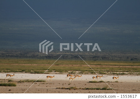 瞪羚 野生動物 野生生物 1553617