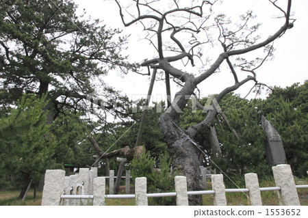 Hagoromo pine 1553652